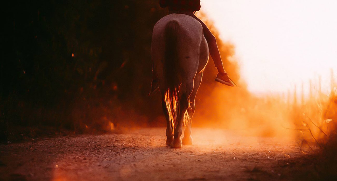 peterwinetours-horses-gallery-3