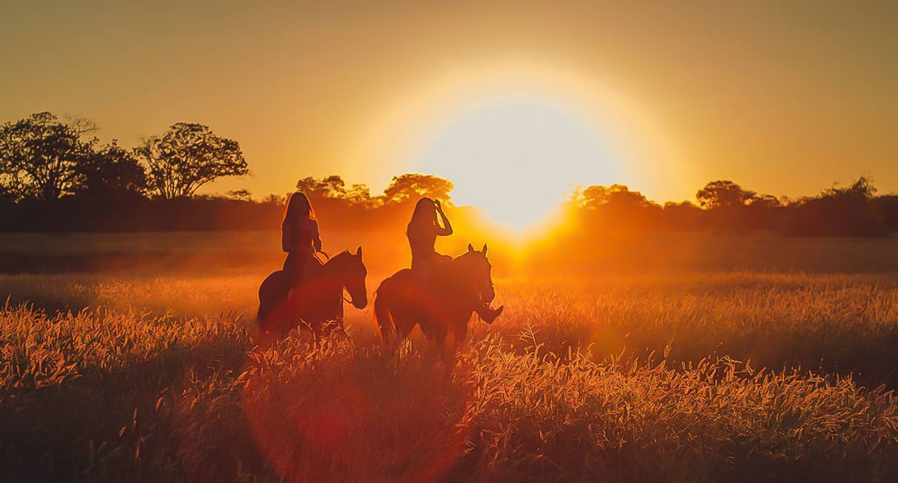 peterwinetours-horses-gallery-4