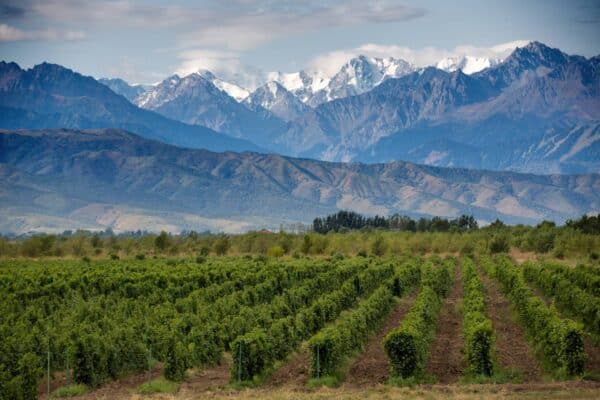 malbec wine, the icon of Mendoza Argentina